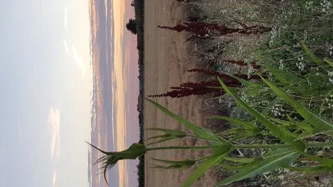 Spikelets of wheat in the field at sunset with the setting sun in the backgro Stock Photos