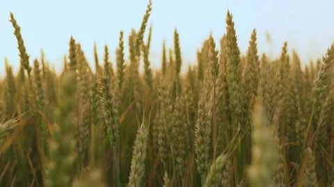 Spikelets of a Wheat Field Sway In the wind at Sunset. Stock Footage 132410481