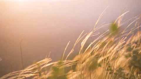 Spikelets of a Wheat Field Sway In the wind at Sunset Stock Footage 133552357
