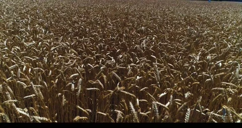 Spikelets of wheat Stock Footage 134966077