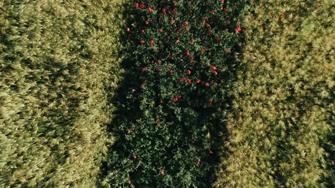 Spikelets Of Wheat With Grain Grow Among The Flowers Of Poppies Taken From A Dro Video stock 132544705