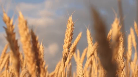 Spikelets of wheat with grain shakes the wind. grain harvest ripens in summer Stock Footage 115133838
