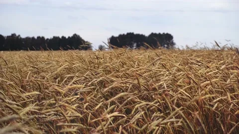 Spikelets of wheat with grain shakes wind. Field of ripening wheat against the Stock Footage 134175408