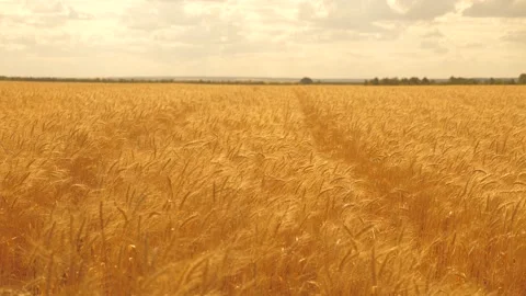 Spikelets of wheat with grain shakes wind. Field of ripening wheat against the Video stock 143673729