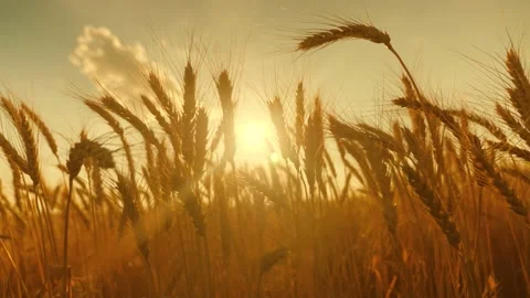 Spikelets of wheat with grain shakes wind. grain harvest ripens in summer Video stock 148785490