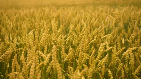 Spikelets of Wheat With Grain Shakes Wind Stock Footage 203785660