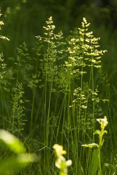 Spikelets of wheat grass in backlight summer background Stock Photos
