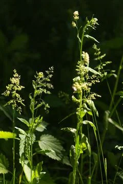 Spikelets of wheat grass in backlight summer background Foto stock
