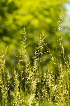 Spikelets of wheat grass in backlight summer background Stock Photos