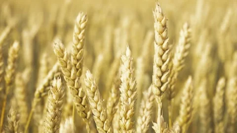 Spikelets of wheat grow in a field on a farm. Wheat crop. Stock Footage 136074992