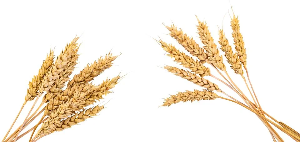 Spikelets of wheat isolate on white background. Selection focus. Stock Photos