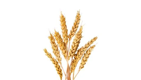 Spikelets of wheat isolate on white background. Selection focus. Stock Photos