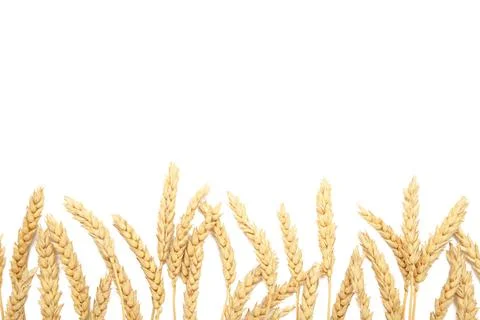 Spikelets of wheat isolated on white background Stock Photos