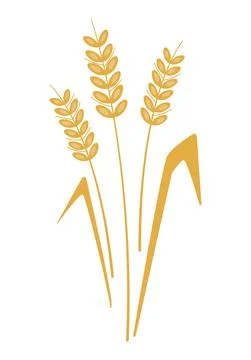 Spikelets of wheat isolated on white Stock Illustration