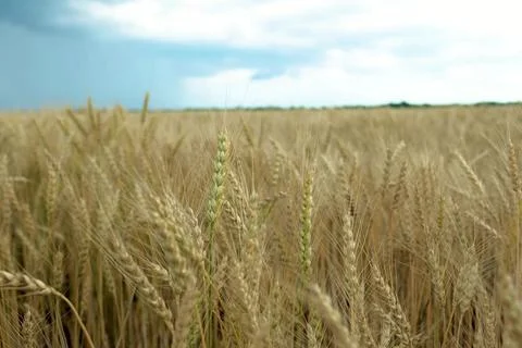 Spikelets of wheat on a large field in cloudy summer weather Foto stock