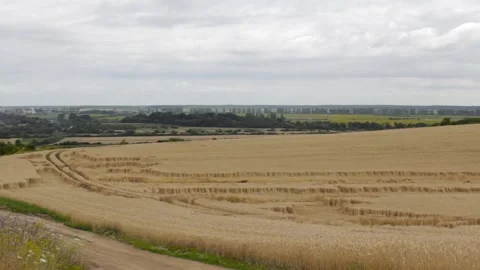 Spikelets of wheat lie in the field Stock Footage 114428618