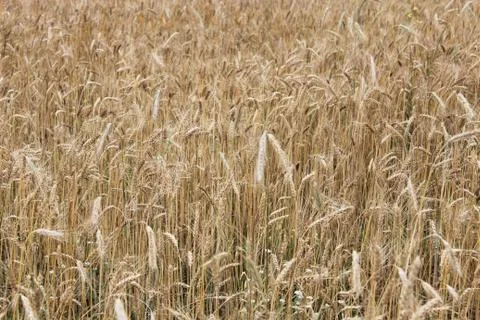 Spikelets of the wheat Stock Photos