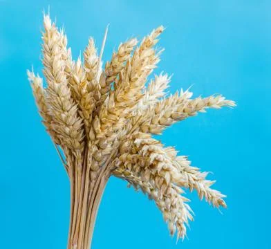 Spikelets of wheat Stock Photos