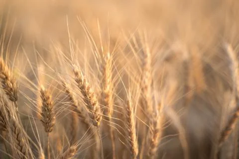 Spikelets of wheat in the rays of the setting sun Stock Photos