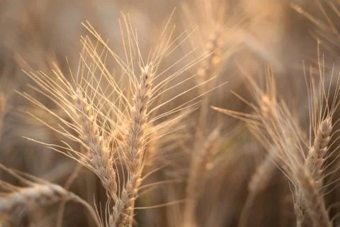 Spikelets of wheat in the rays of the setting sun Stock Photos