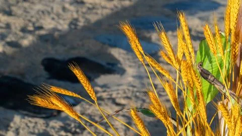 Spikelets of wheat in the rays of the sun background Stock Photos