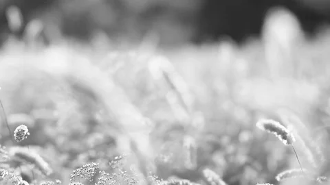 Spikelets of wheat on summer field. Stock Footage 77950296