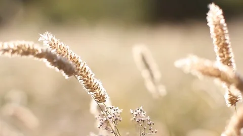 Spikelets of wheat on summer field. Stock Footage 77950570