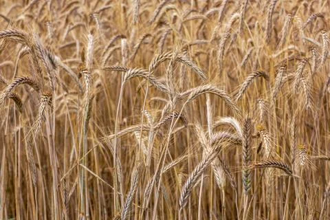 Spikelets of wheat in the summer Stock Photos