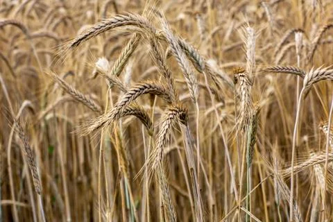 Spikelets of wheat in the summer Stock Photos