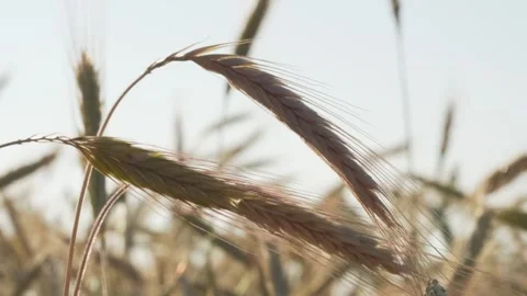 Spikelets of wheat in sun at sunrise, macro shot. Stock Footage 275186162