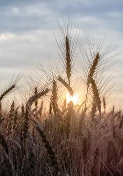 Spikelets of wheat at sunset blurry Stock Photos