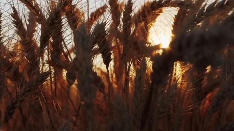 Spikelets of wheat at sunset Stock Footage 77512136