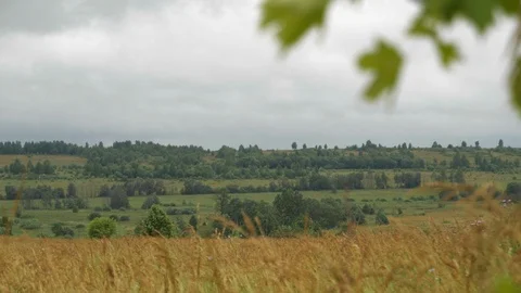 Spikelets of wheat sway in the field in the wind. Stock Footage 114018615