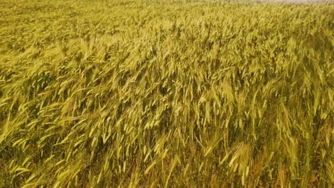 Spikelets of wheat sway in the wind at sunny day Stock Footage 199418202