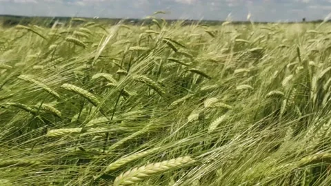 Spikelets of wheat sway in the wind at sunny day Stock Footage 199418854