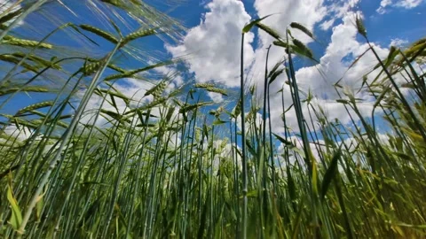 Spikelets of wheat sway in the wind at sunny day Stock Footage 199465996