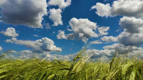 Spikelets of wheat sway in the wind at sunny day Stock Footage 199997990