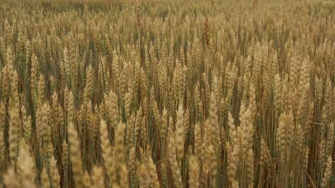Spikelets of wheat swaying from the wind close-up Stock-Footage 163178028