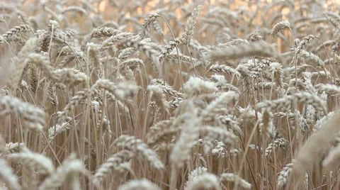 Spikelets of wheat swaying in the wind Stock Footage 65217248