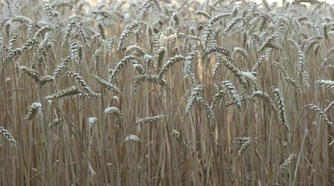 Spikelets of wheat swaying in the wind Stock Footage 65217432