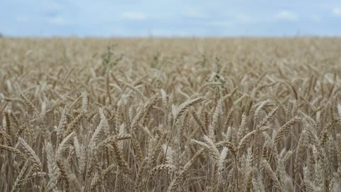 Spikelets of wheat swaying in the wind Stock Footage 243171708
