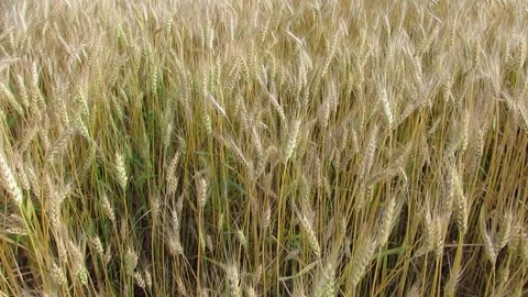 Spikelets of wheat sways in the wind Video stock 133993264