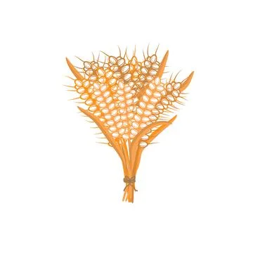 Spikelets of wheat on a white background. A bunch of ears isolated vector ill Stock Illustration