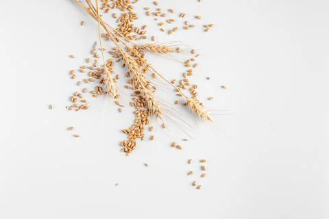 Spikelets of wheat on a white background Stock Photos