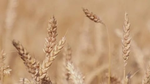 Spikelets of wheat in the wind Stock Footage 157215221