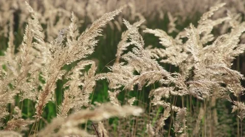 Spikelets wild grass at dawn. Plants in the sunlight. Video stock 84302780
