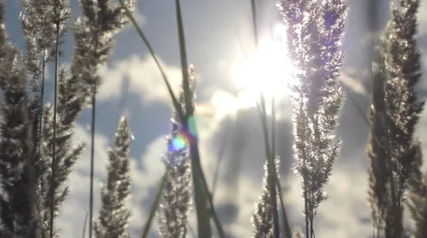 Spikelets wild grass swinging in windy day summer HD Stock Footage 34269423