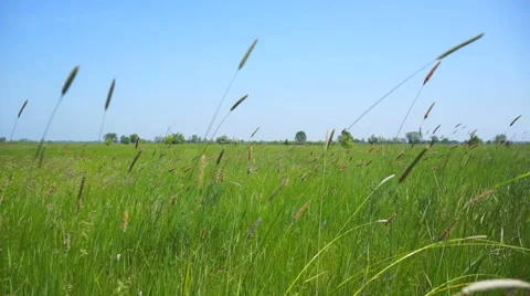 Spikelets in the wind in a field Stock Footage 51677068
