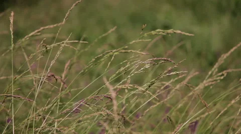 Spikelets at the wind Stock Footage 42423293
