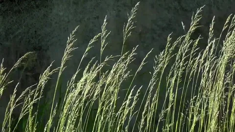 Spikelets in the wind.Picturesque May contrasts. Stock Footage 76640444